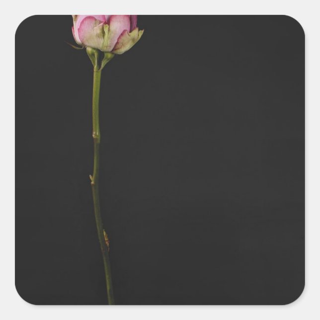 Sticker Carré Rose rose rose 3 (Devant)
