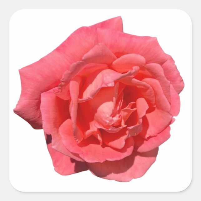 Sticker Carré Rose rose sur Arrière - plan personnalisé (Devant)