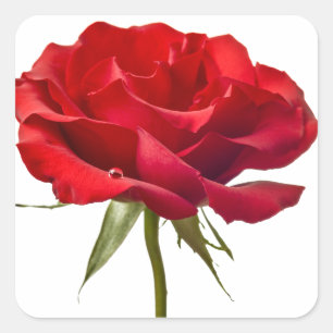 Sticker Carré Rose rouge - les roses ont customisé le modèle