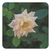 Rose Vanilla