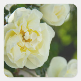Sticker Carré Roses blanches mignonnes pour positives