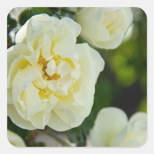 Sticker Carré Roses blanches mignonnes pour positives (Devant)