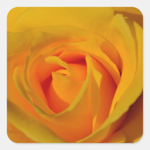 Sticker Carré Roses jaunes élégantes