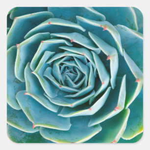 Sticker Carré Rosette d'Echeveria, Jardin Secret de Marrakech