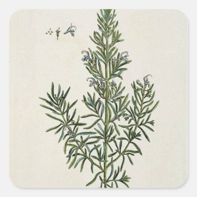Sticker Carré Rosmarinus Officinalis, de "A Curious Herbal", 1 (Devant)