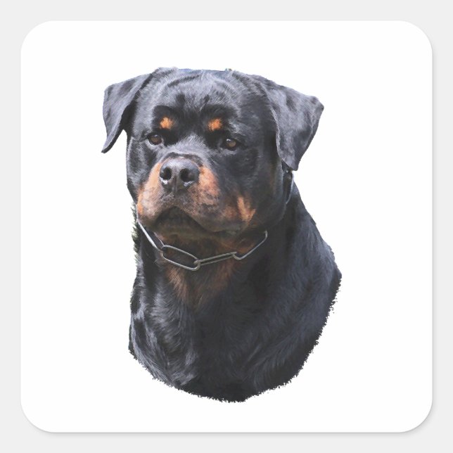 Sticker Carré Rottweiler (Devant)