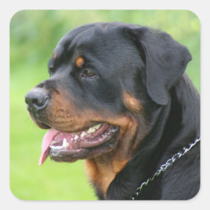 Sticker Carré rottweiler