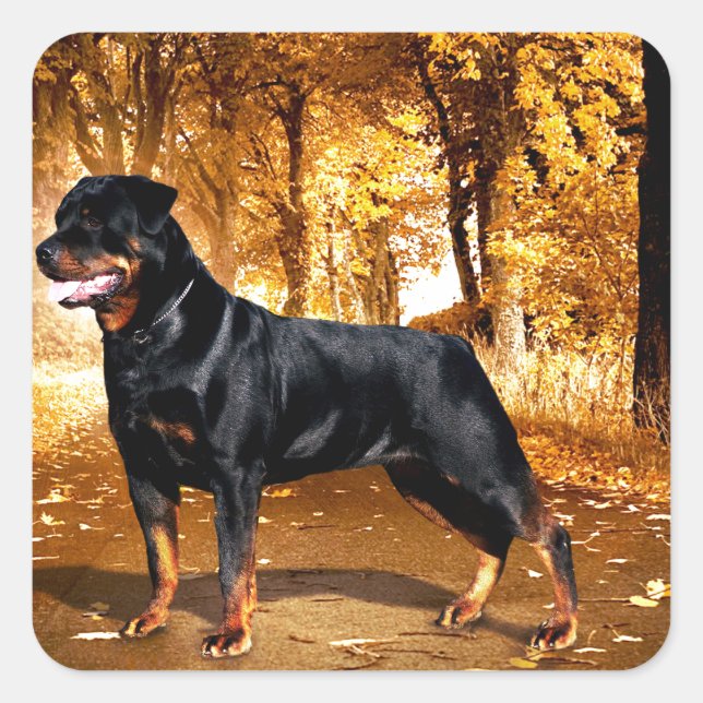 Sticker Carré Rottweiler (Devant)