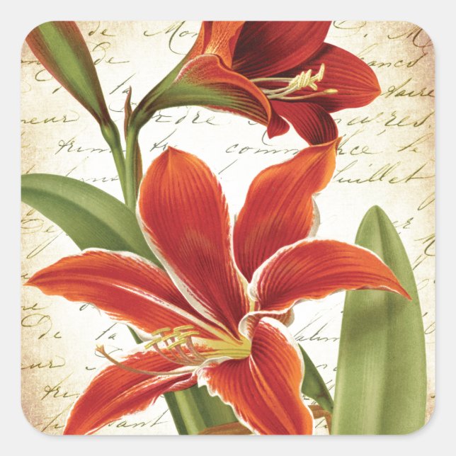 Sticker Carré Rouge Amaryllis Fleur de Noël Botanique (Devant)
