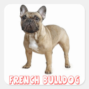 Sticker Carré Rouge Chien à chienne Brown français