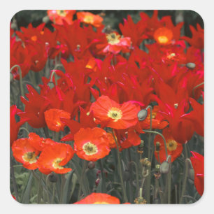 Sticker Carré Rouge Comme Vos Tulipes