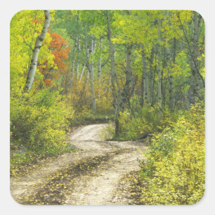 Sticker Carré Route avec couleurs d'automne et trembles à Kebler