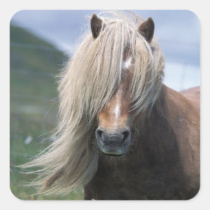 Sticker Carré Royaume-Uni, Écosse, îles Shetland, poney Shetland