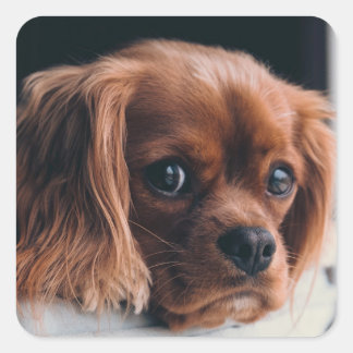 Sticker Carré Ruby Cavalier King Charles Spaniel