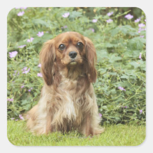 Sticker Carré Ruby Cavalier King Charles Spaniel dans l'herbe