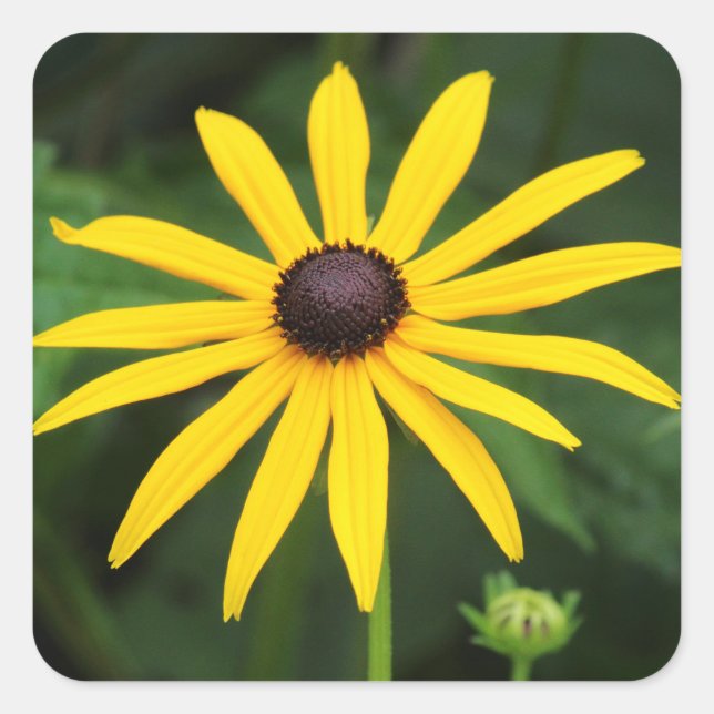 Sticker Carré Rudbeckia hirta (Devant)