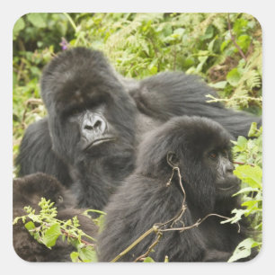 Sticker Carré Rwanda, Parc national des volcans