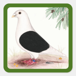 Sticker Carré Saddle Homer Pigeon