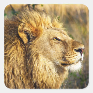 Sticker Carré Safari de faune sauvage de Lion