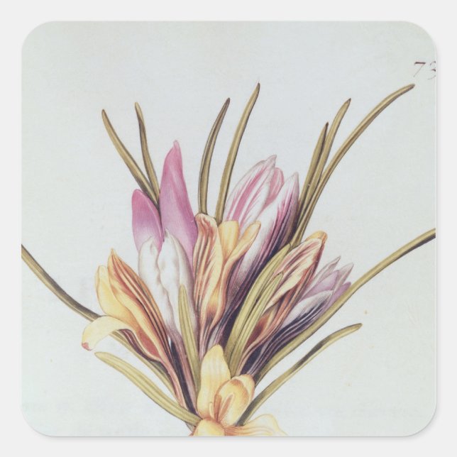 Sticker Carré Saffron ou Crocus, de 'La Guirlande de Julie' (Devant)