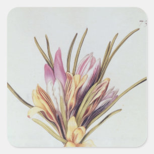 Sticker Carré Safran ou crocus, de 'La Guirlande de Julie'