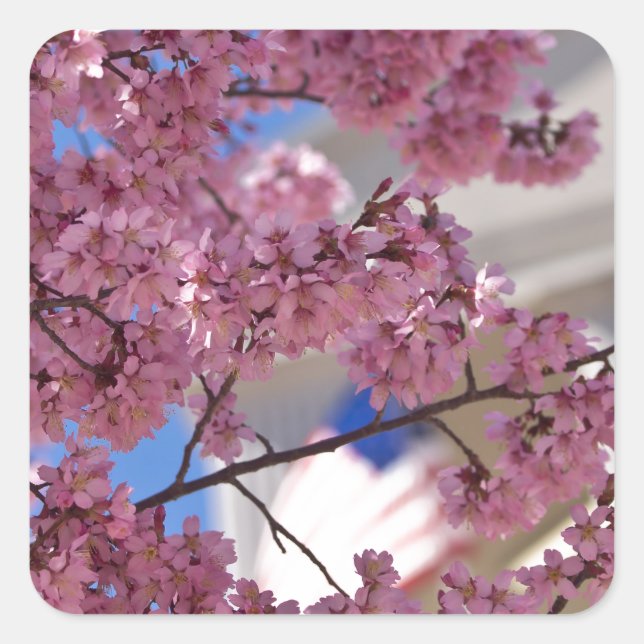 Sticker Carré Sakura Cherry Blossoms (Devant)