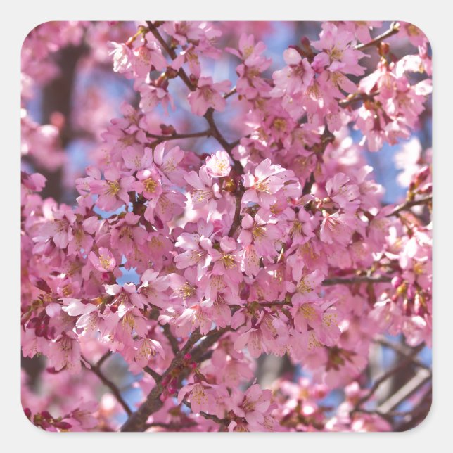 Sticker Carré Sakura Pink Cherry Blossom Sky (Devant)