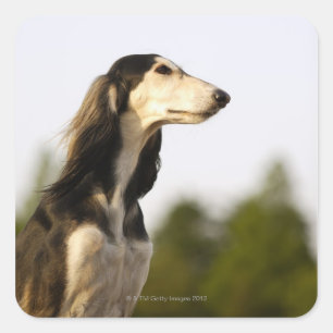 Sticker Carré Saluki 2