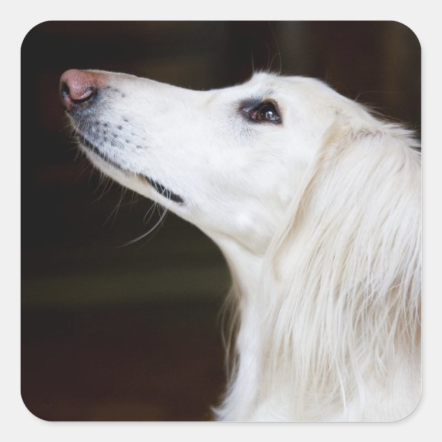 Sticker Carré Saluki recherchant (Devant)