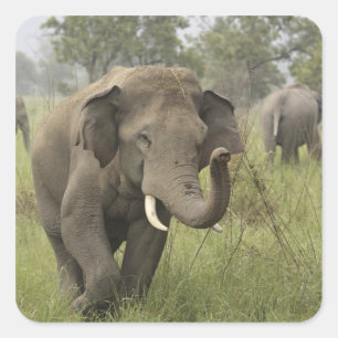 Sticker Carré Salutation de l'éléphant d'Asie indien
