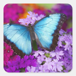 Sticker Carré Sammamish Washington Papillon Tropical