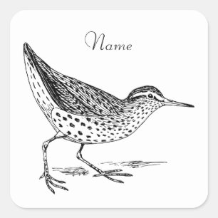 Sticker Carré Sandpiper Shorer Thunder_Cove