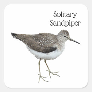 Sticker Carré Sandpiper solitaire