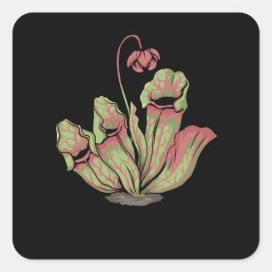 Sticker Carré Sarracenia Plante Carnivore