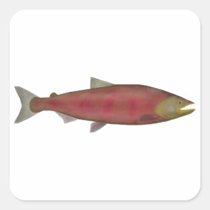 Sticker Carré Saumon Chinook - Phase de frai