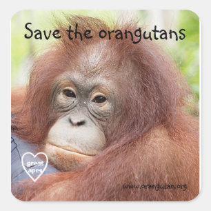 Sticker Carré Sauvez les orangs-outans