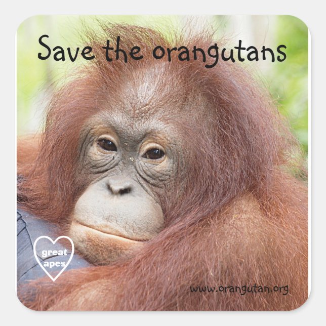 Sticker Carré Sauvez les Orangutans (Devant)