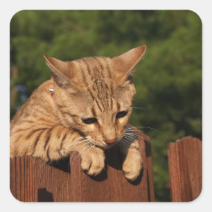 Sticker Carré Savannah Cat