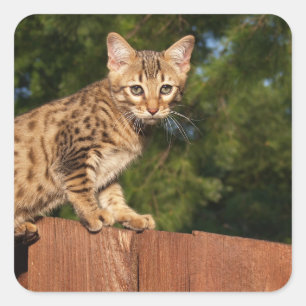Sticker Carré Savannah Cat