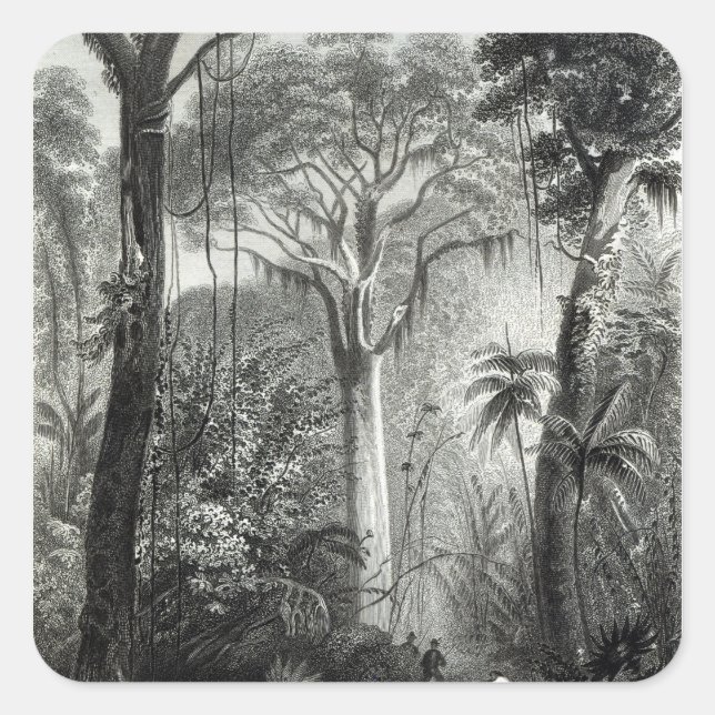 Sticker Carré Scène dans une forêt brésilienne gravée par (Devant)
