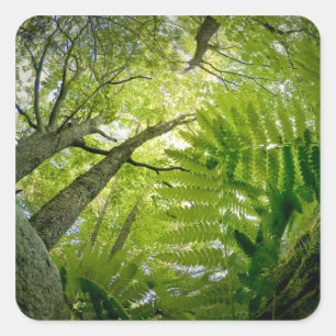 Sticker Carré Scène forestière dans le parc national d'Acadia, M