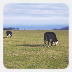 Sticker Carré Scène pastorale des vaches dans la négligence de