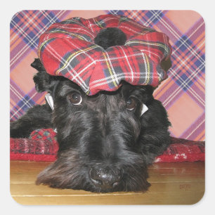 Sticker Carré Scottish Terrier dans un Tam-o-Shanter