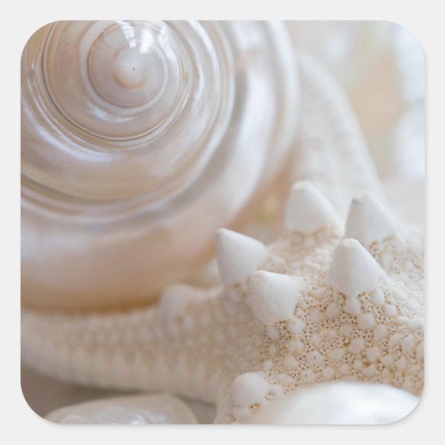 Sticker Carré Sea Shell & Starfish Arrière - plan - Beach Shells (Devant)