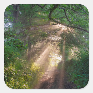 Sticker Carré sentier forestier