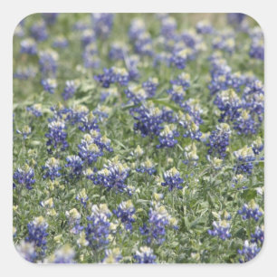 Sticker Carré Série photographique Texas Bluebonnets #11