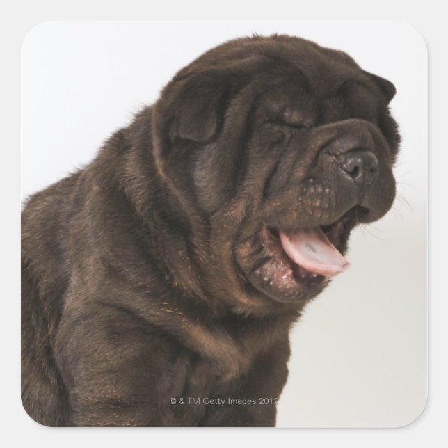 Sticker Carré Shar Pei chiot yawning, studio photo (Devant)