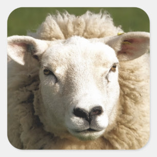 STICKER CARRÉ SHEEP