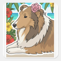Sheltie des îles