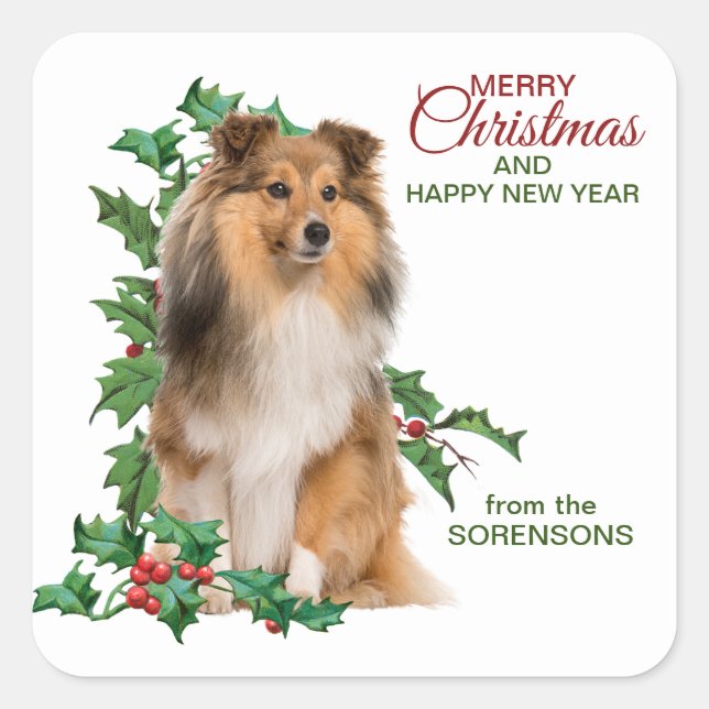 Sticker Carré Shetland Sheepdog Red Berry Holly Noël (Devant)